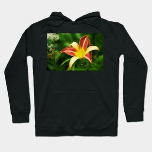 Lily Red/Yellow Flower With Green Foliage Background Macro/Closeup Hoodie